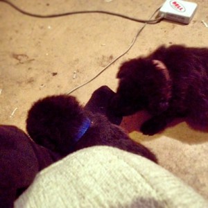 This podcast is brought to you by these puppy dogs.